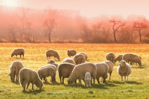 E-Savjetovanje o Prijedlogu pravilnika o izmjenama i dopunama Pravilnika o provedbi izravne potpore poljoprivredi i IAKS mjera ruralnog razvoja za 2023. godinu