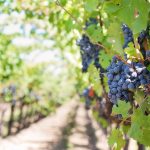 https://pixabay.com/photos/grapes-vines-grapevines-vineyard-553462/