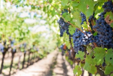 https://pixabay.com/photos/grapes-vines-grapevines-vineyard-553462/
