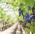 https://pixabay.com/photos/grapes-vines-grapevines-vineyard-553462/