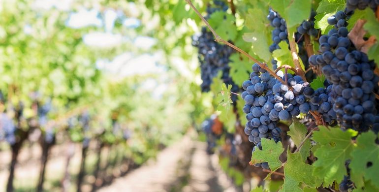 https://pixabay.com/photos/grapes-vines-grapevines-vineyard-553462/