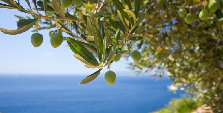 https://pixabay.com/photos/tree-olive-the-olives-1754051/