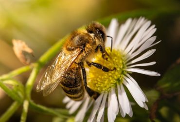 Izvor: https://pixabay.com/photos/bee-nature-flower-insect-close-up-8190665/