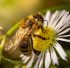 Izvor: https://pixabay.com/photos/bee-nature-flower-insect-close-up-8190665/