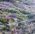 https://pixabay.com/photos/common-heather-calluna-snezka-6581569/