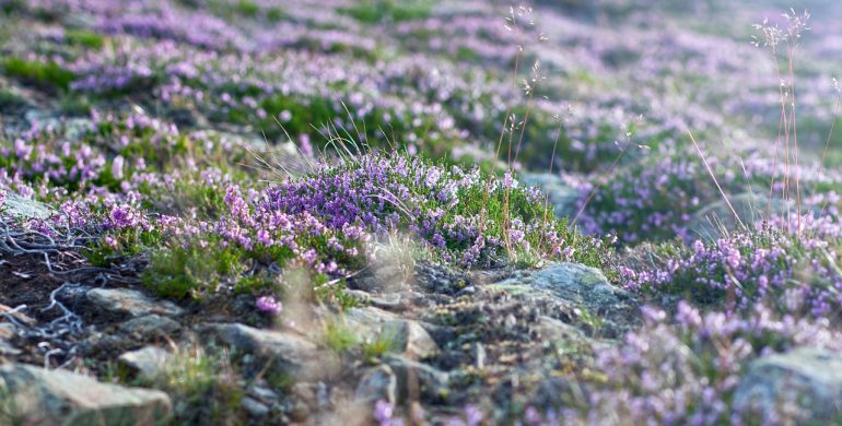 https://pixabay.com/photos/common-heather-calluna-snezka-6581569/