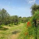 https://pixabay.com/photos/nature-olive-trees-olive-garden-3361893/