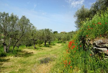 https://pixabay.com/photos/nature-olive-trees-olive-garden-3361893/
