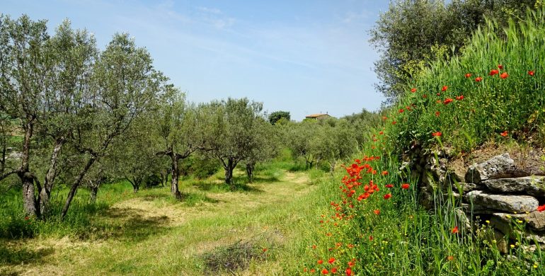 https://pixabay.com/photos/nature-olive-trees-olive-garden-3361893/