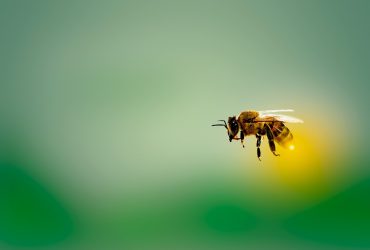 https://pixabay.com/photos/bee-honeybee-insect-fly-4913122/