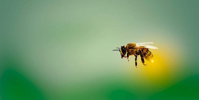 https://pixabay.com/photos/bee-honeybee-insect-fly-4913122/