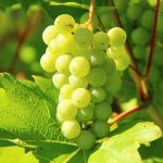 https://pixabay.com/photos/grapes-green-vines-grapevine-276070/