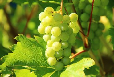 https://pixabay.com/photos/grapes-green-vines-grapevine-276070/