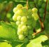 https://pixabay.com/photos/grapes-green-vines-grapevine-276070/