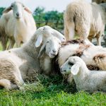 https://pixabay.com/photos/sheep-meadow-white-farm-5352474/