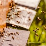 https://pixabay.com/photos/beehive-bee-colony-honey-bees-bees-5026856/