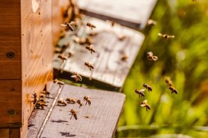 Intervencije u sektoru pčelarstva – započela dodjela prava na pristup AGRONET-u
