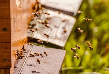 https://pixabay.com/photos/beehive-bee-colony-honey-bees-bees-5026856/