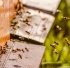 https://pixabay.com/photos/beehive-bee-colony-honey-bees-bees-5026856/
