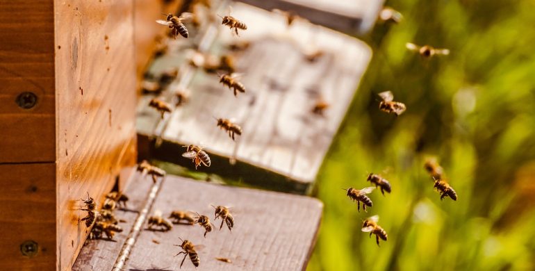 https://pixabay.com/photos/beehive-bee-colony-honey-bees-bees-5026856/