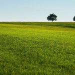 https://pixabay.com/photos/lawn-grass-field-trees-quiet-7728984/