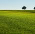 https://pixabay.com/photos/lawn-grass-field-trees-quiet-7728984/