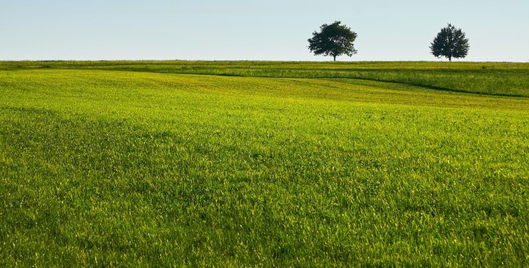 https://pixabay.com/photos/lawn-grass-field-trees-quiet-7728984/