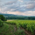 https://pixabay.com/photos/vineyard-field-rural-burgundy-6399505/