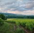 https://pixabay.com/photos/vineyard-field-rural-burgundy-6399505/