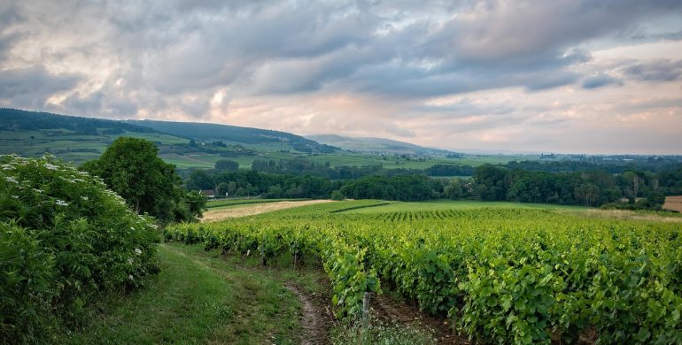 https://pixabay.com/photos/vineyard-field-rural-burgundy-6399505/